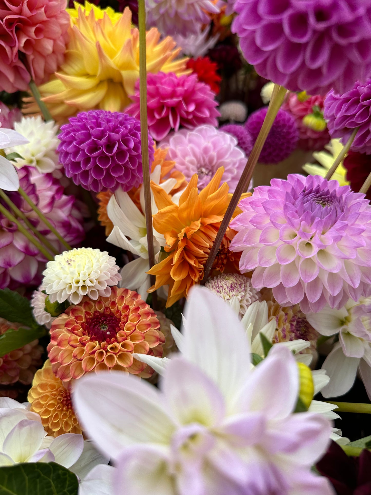 SEASONAL BUNCH