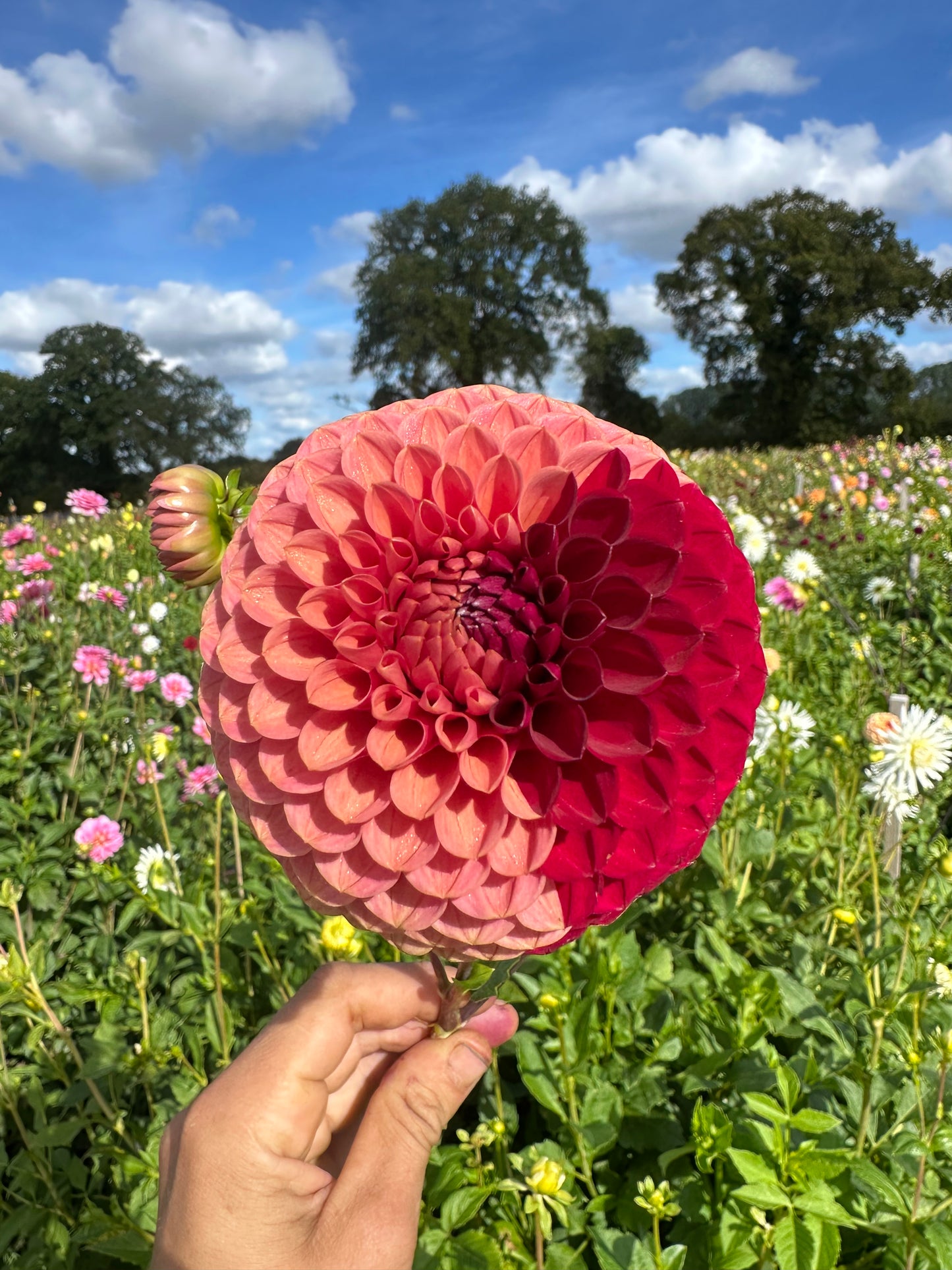 SINGLE VARIETY BUNCH