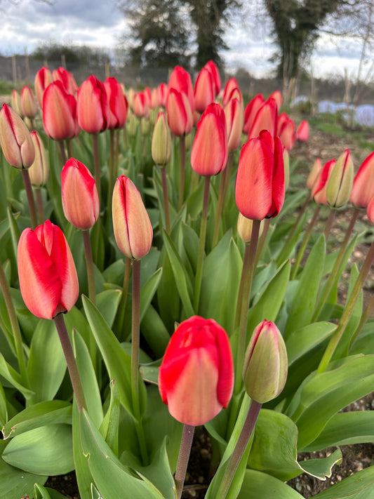 SINGLE VARIETY BUNCH