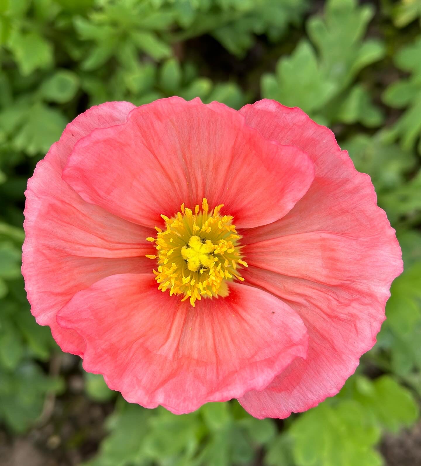 MIXED SEASONAL BUNCH