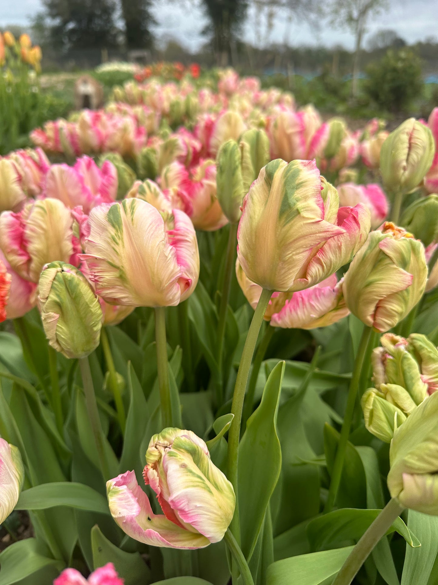 SINGLE VARIETY BUNCH - TUESDAY SUBSCRIPTION