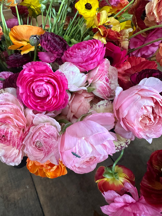 SEASONAL BUNCH