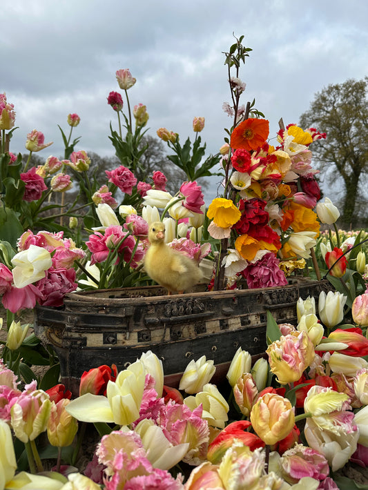 MIXED BUNCH - TUESDAY SUBSCRIPTION