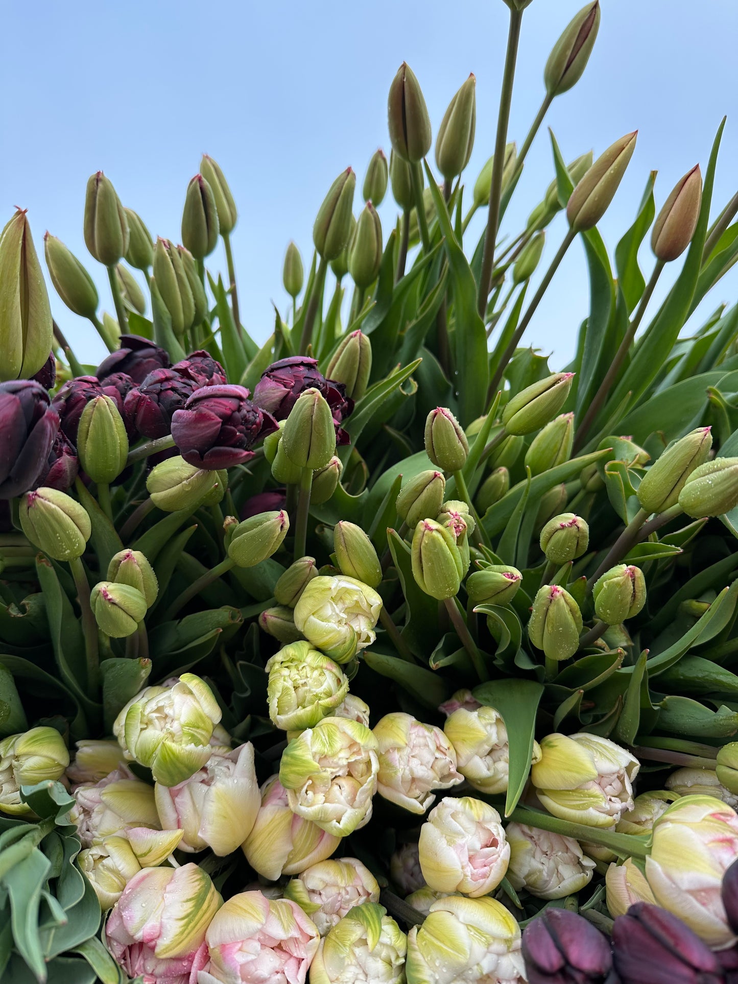 SINGLE VARIETY BUNCH - FRIDAY SUBSCRIPTION