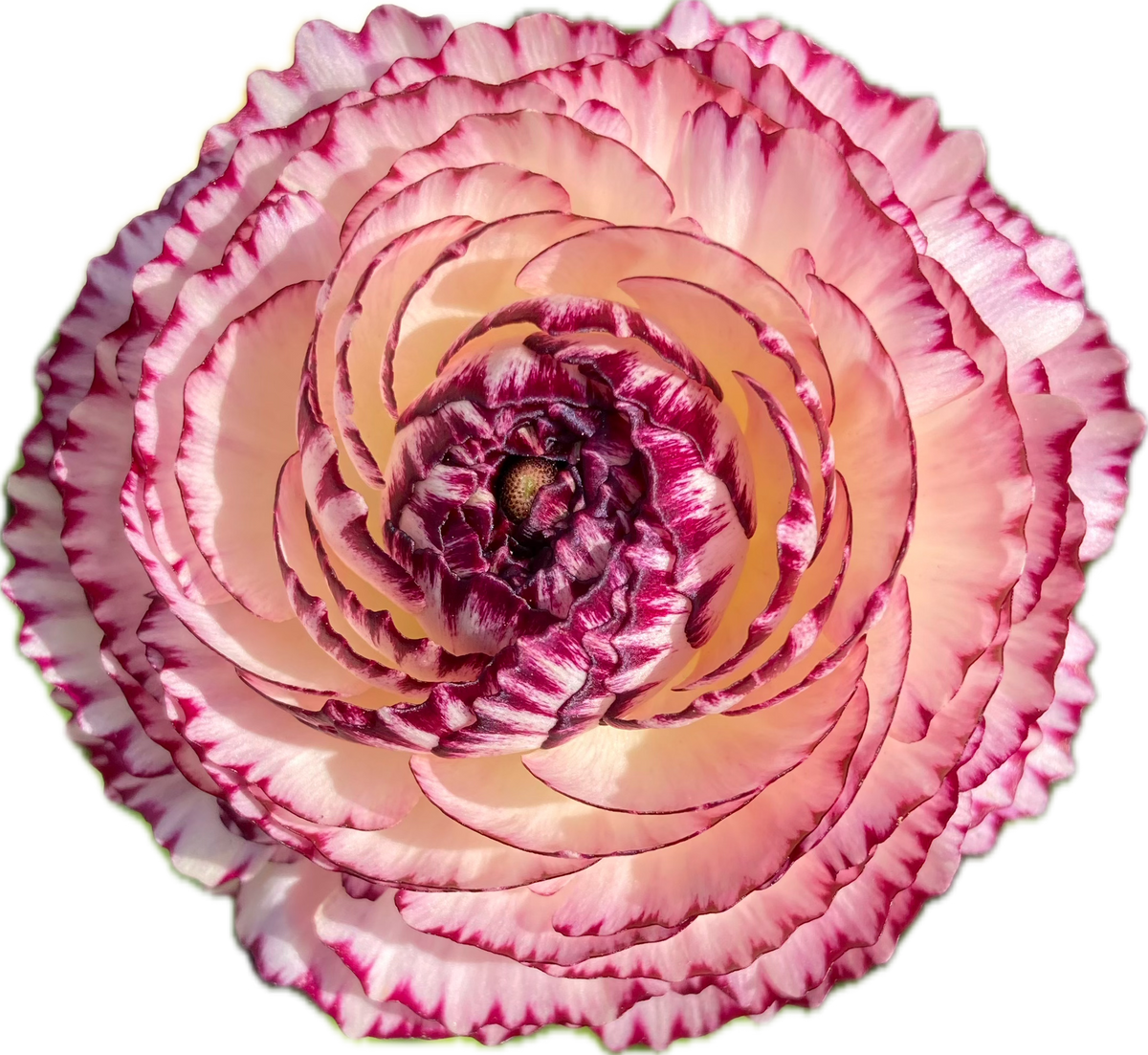 RANUNCULUS