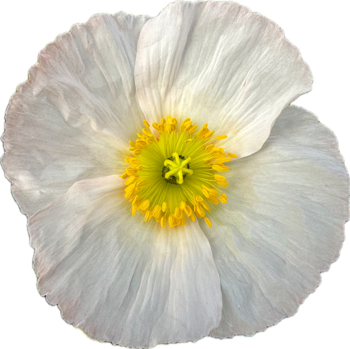 ICELANDIC POPPY
