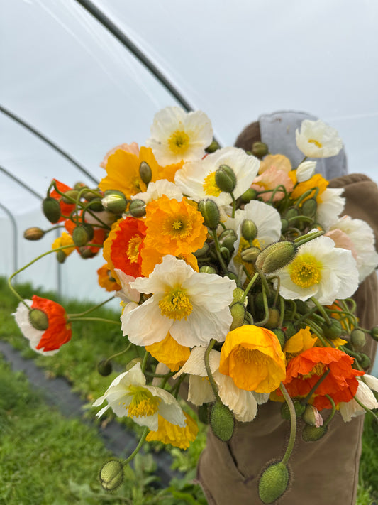 SINGLE VARIETY BUNCH - FRIDAY SUBSCRIPTION