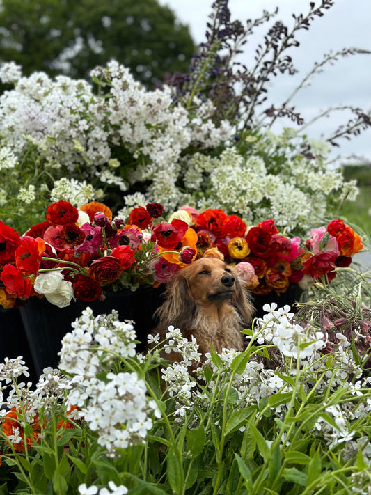 MIXED BUNCH - FRIDAY SUBSCRIPTION