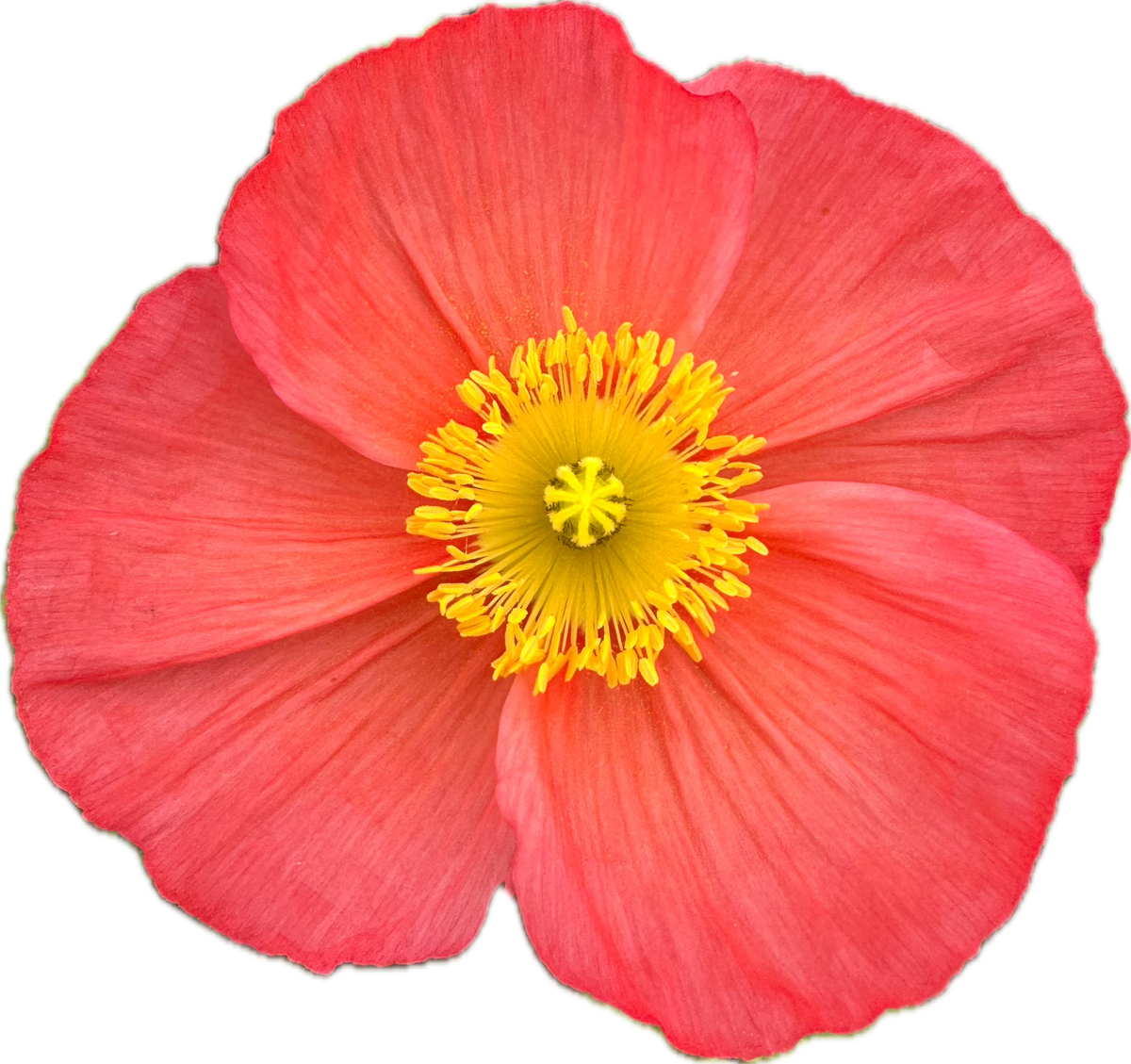 ICELANDIC POPPY