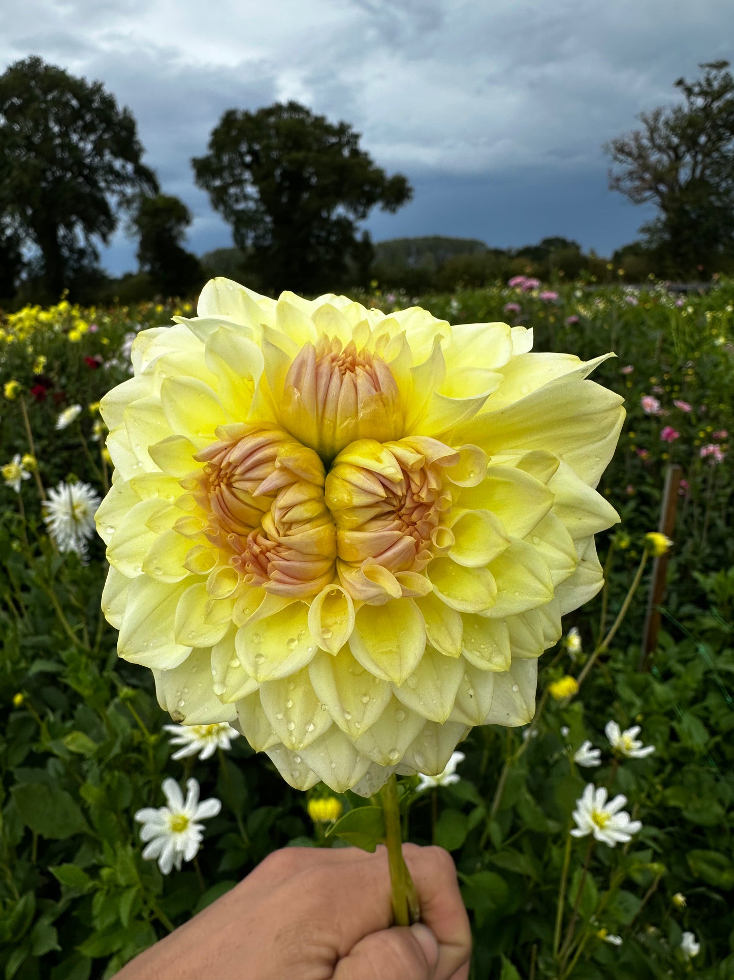 SINGLE VARIETY BUNCH
