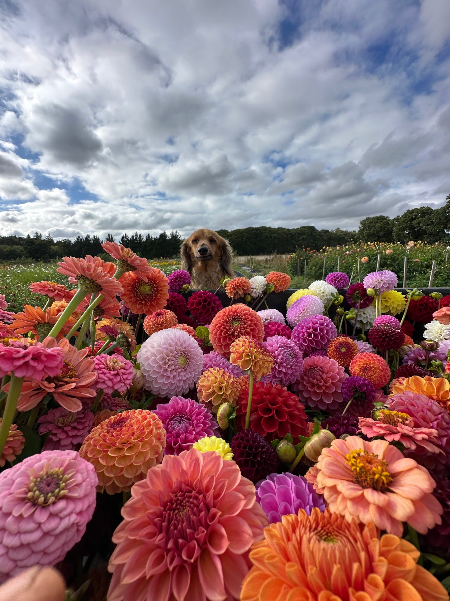 SINGLE VARIETY BUNCH