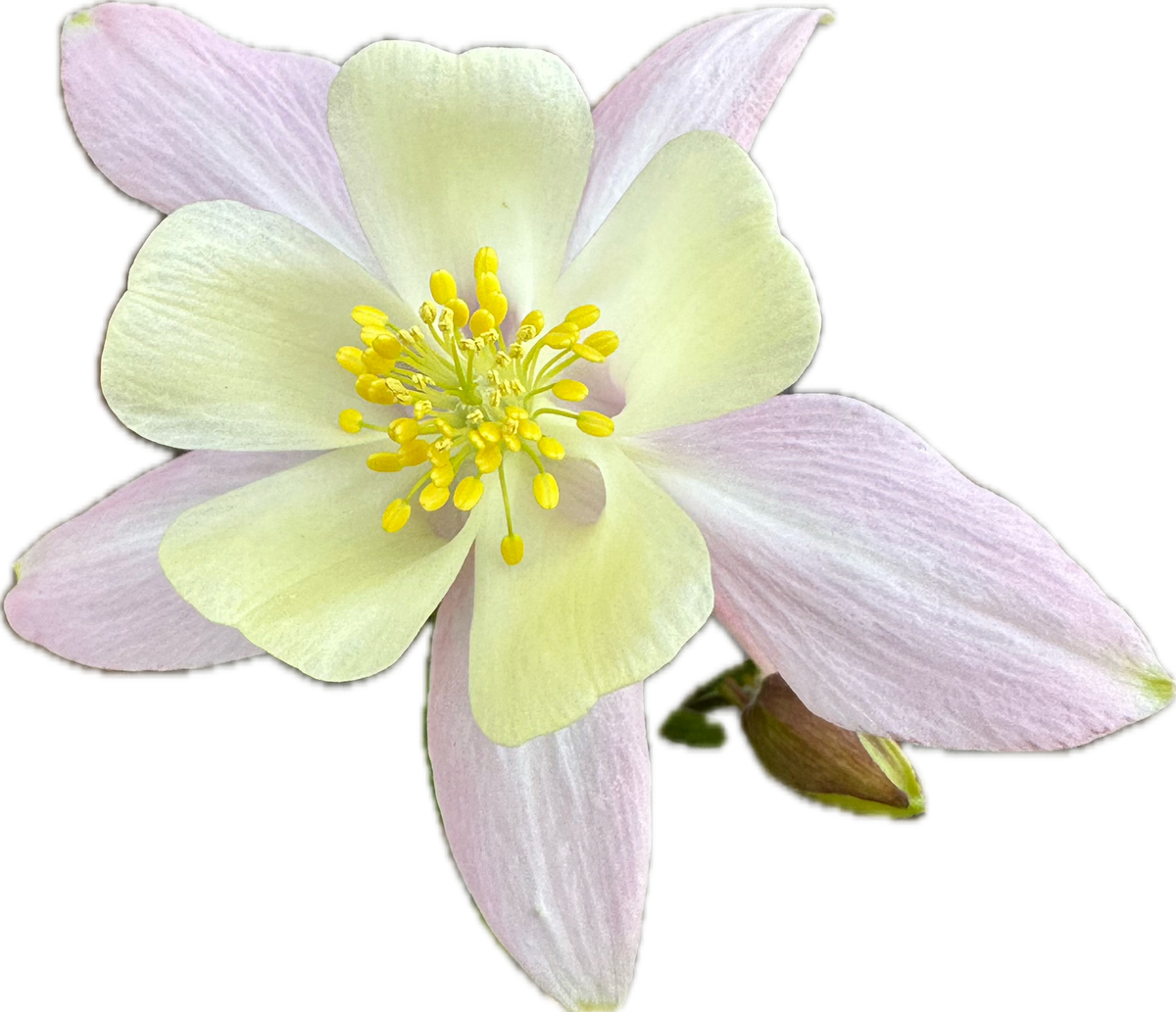 AQUILEGIA