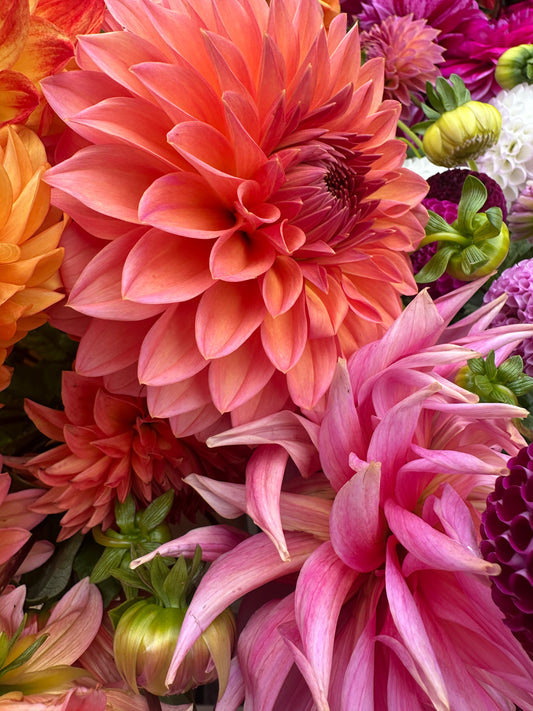 SINGLE VARIETY BUNCH
