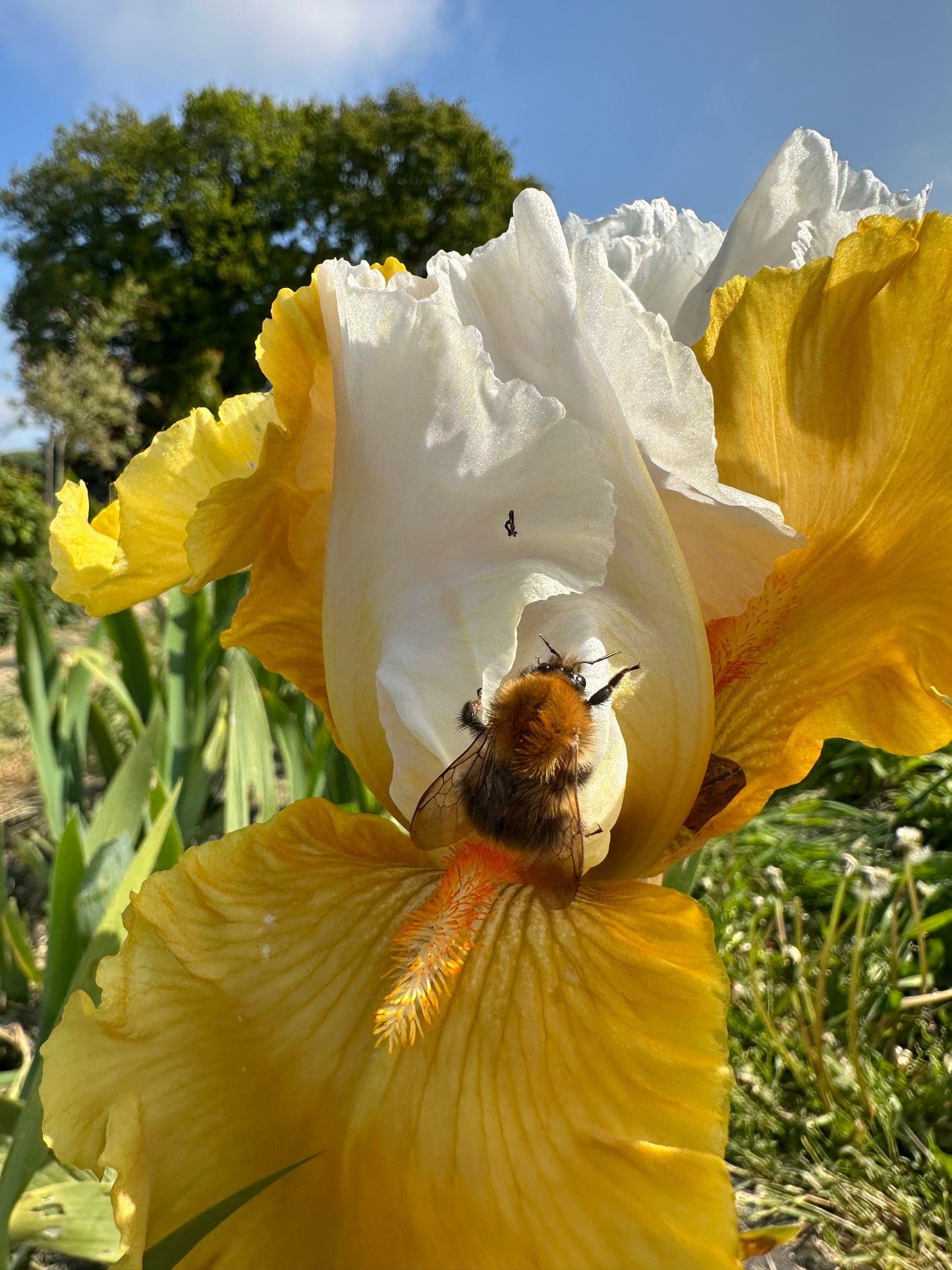 MIXED SEASONAL BUNCH