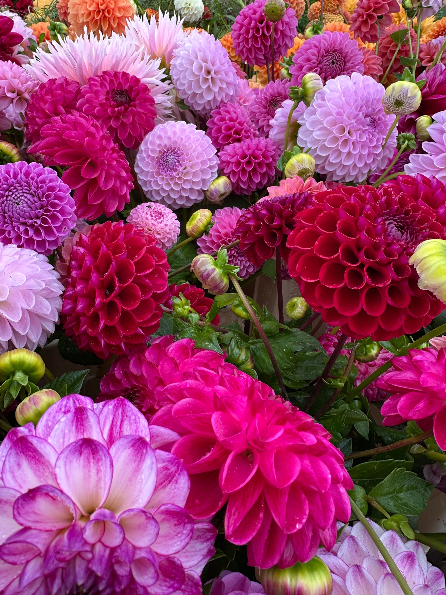 SINGLE VARIETY BUNCH