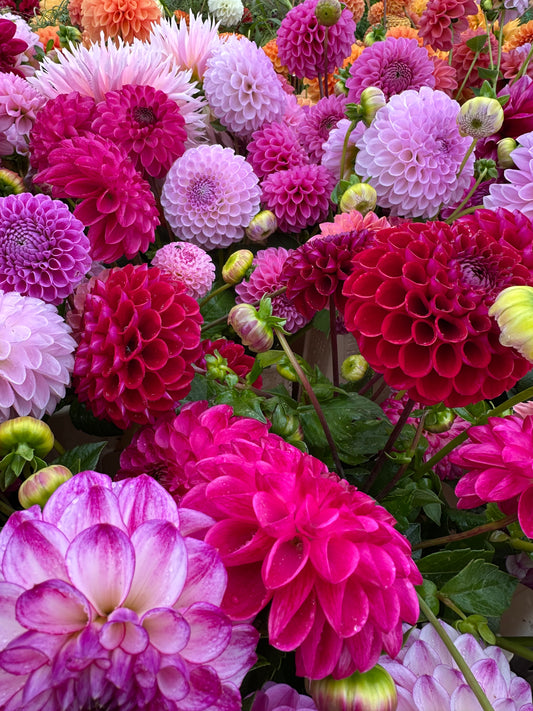 SINGLE VARIETY BUNCH - TUESDAY SUBSCRIPTION