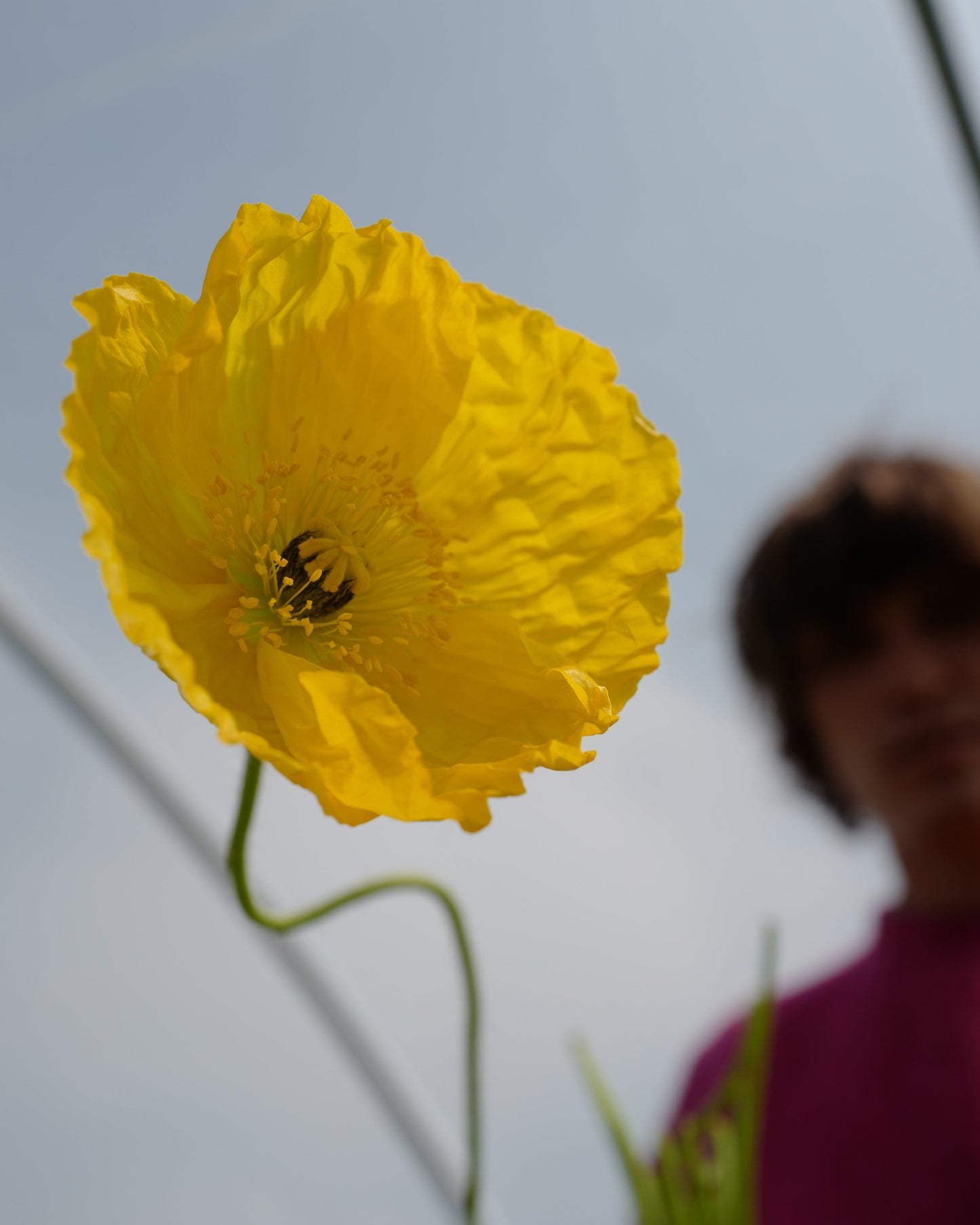 MIXED SEASONAL BUNCH