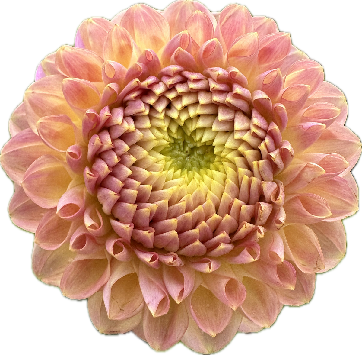 DAHLIA