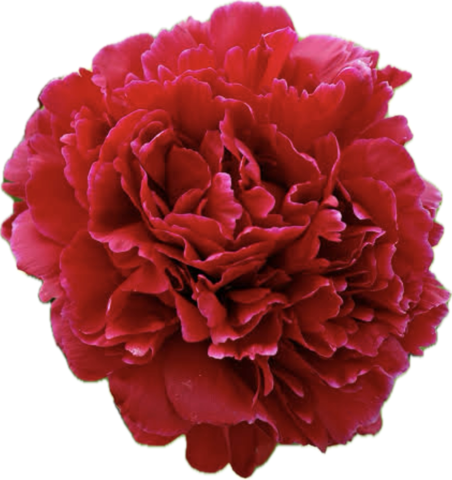 PEONY