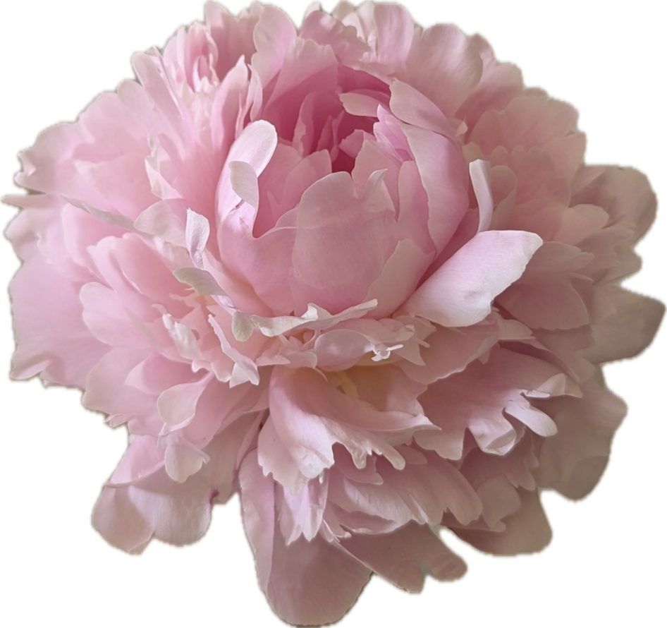 PEONY