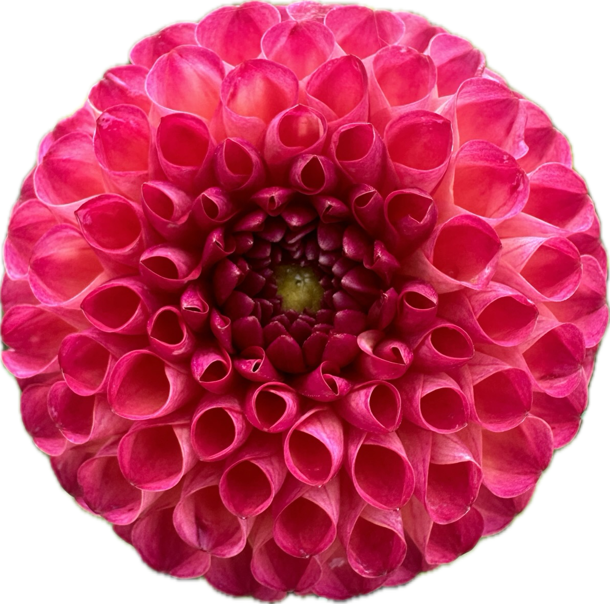 DAHLIA