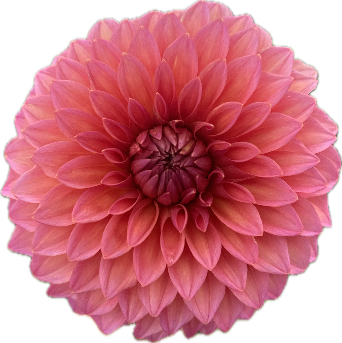 DAHLIA