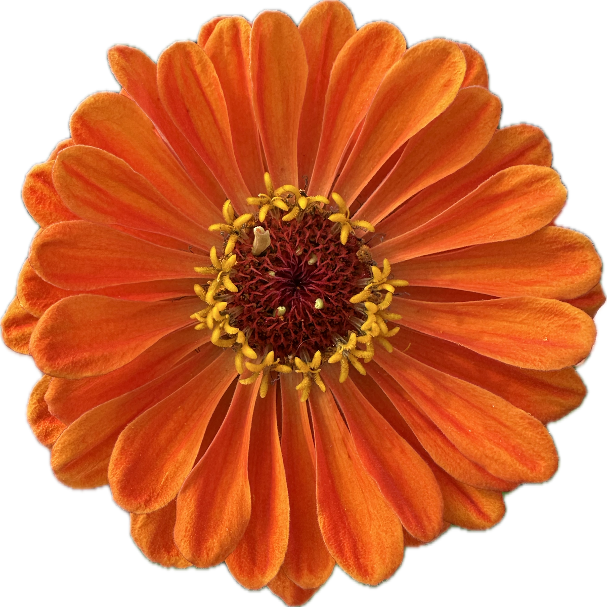 ZINNIA