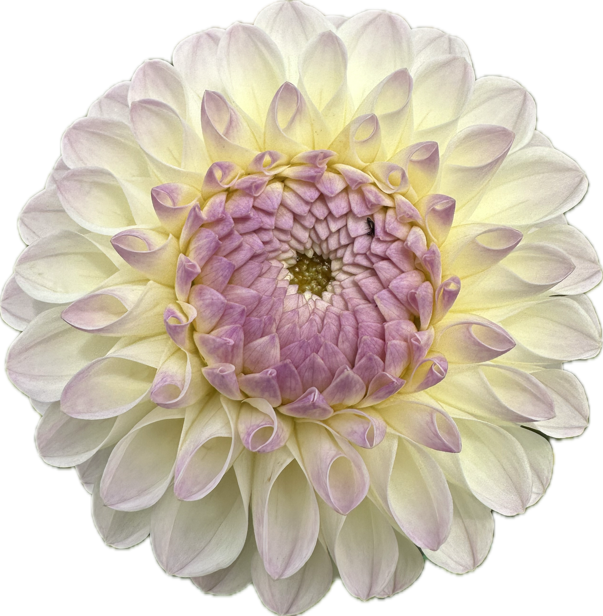 DAHLIA