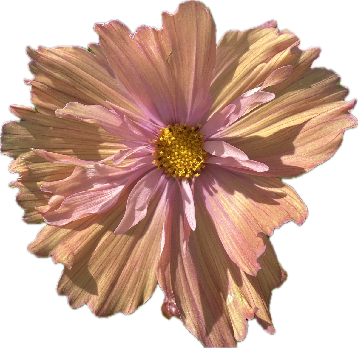 COSMOS