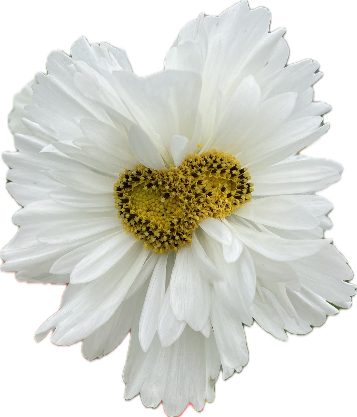 COSMOS
