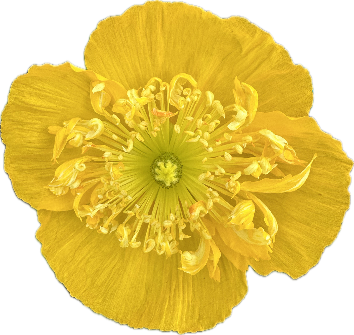ICELANDIC POPPY