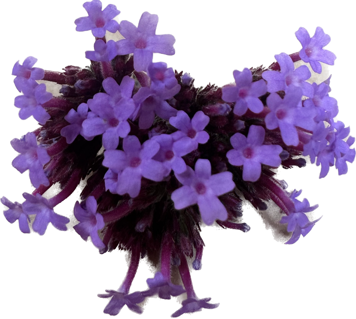 VERBENA