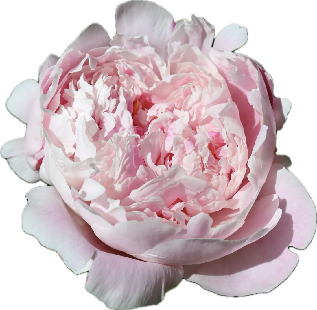 PEONY
