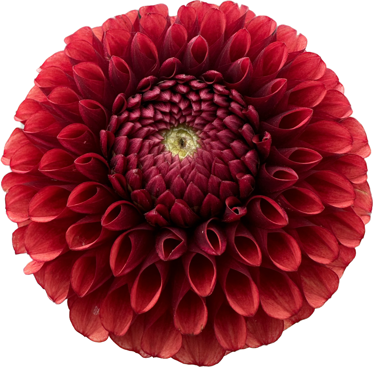 DAHLIA