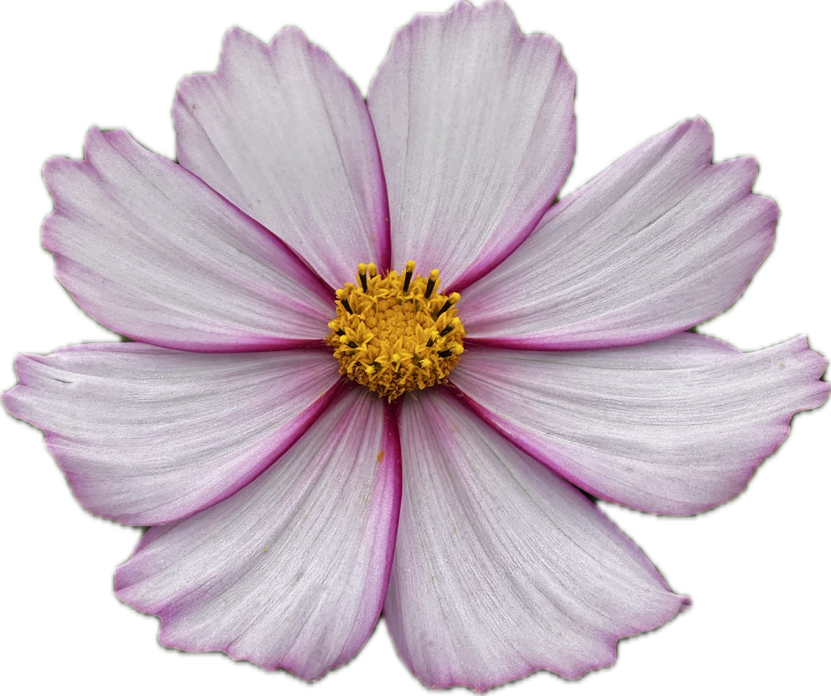 COSMOS